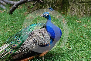 Peacock Looking Back Over His Shoulder