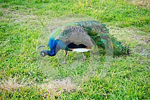 Peacock is looking for food