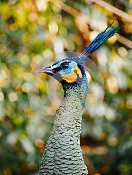Peacock