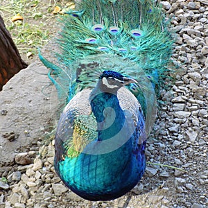 Peacock-Loro park-almuÃ±ecar-Andalusia--Spain