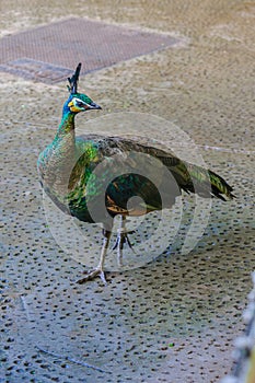 Peacock in Loro Parque, Tenerife, Canary Islands.