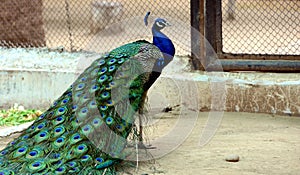 Peacock photo