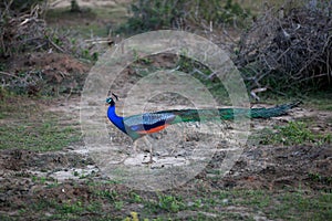 A peacock with luminous colorful colors in the Yala Nationalpark