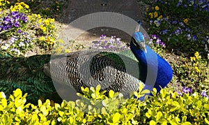Peacock lying in the garden photo