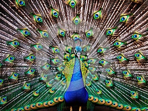 Peacock  Made With Generative AI illustration