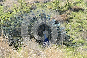 Peacock making the wheel