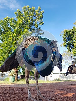 Peacock male and curious female head.