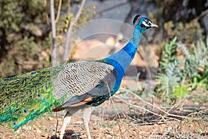 Peacock male in the farm