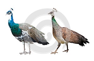 Peacock male and female isolated on white