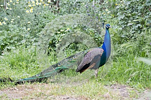 Peacock male in the field (Indian peafowl, blue peafowl or Pavo