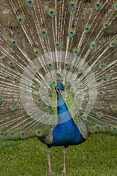 Peacock, male. Pavo cristatus