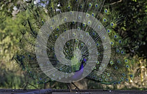 Peacock or male peafowl dancing during courtship and displaying beautiful colors