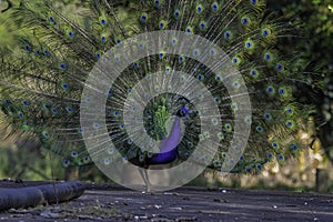 Peacock or male peafowl dancing during courtship and displaying beautiful colors