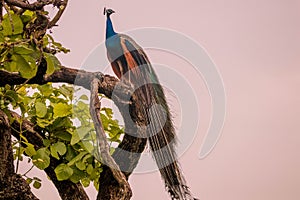 Peacock male peafowl at the tiger reserve area at bandipur karnataka india