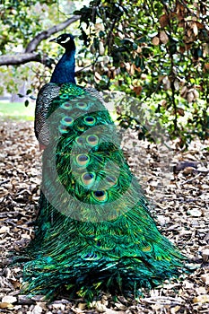 Peacock