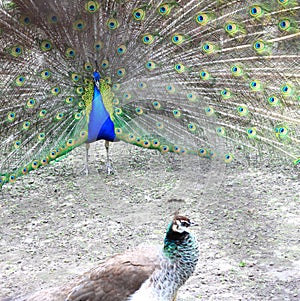Peacock male seduces a peacock of a female