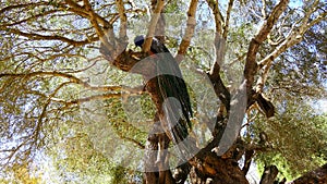 Peacock male in a tree (4K)