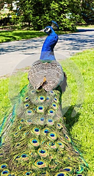 Peacock male walking over the garden during sunny spring day.
