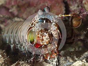 Peacock mantis shrimp