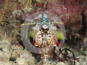 Peacock mantis shrimp