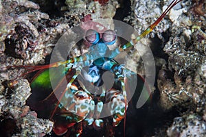 Peacock Mantis Shrimp