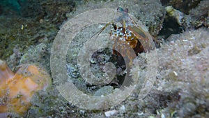 Peacock mantis shrimp on coral reef