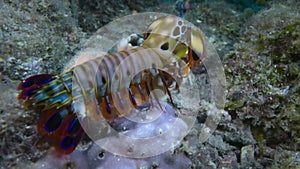 Peacock mantis shrimp on coral reef