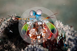 Peacock mantis shrimp in Gorontalo, Indonesia underwater photo