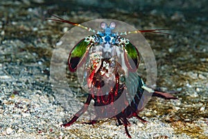 Peacock Mantis Shrimp Odontodactylus scyllarus