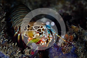 Peacock Mantis Shrimp on Seafloor in Indonesia