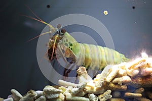 Peacock mantis shrimp