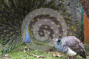 Peacock mating dance for peahen