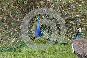 Peacock Mating Season photo