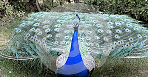 Peacock moments before unfurling its feathers for its courtship ritual