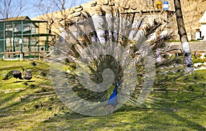 Peacock on a morning walk