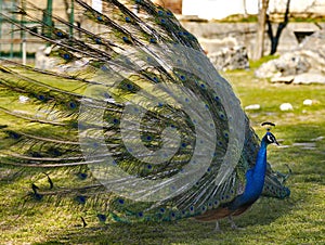 Peacock on a morning walk