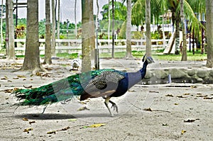 Peacock in the motion