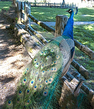 Peacock at the Museum of Appalachia, Clinton, Tennesee, USA