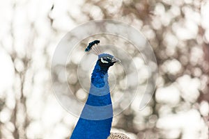 Peacock at Nami island in South Korea.