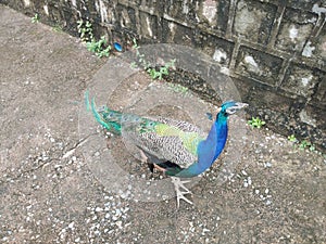 Peacock national bird of India