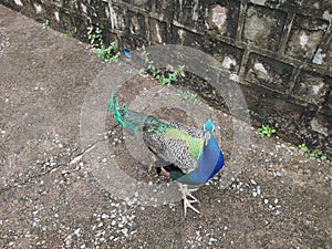 Peacock national bird of India