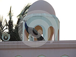 Peacock, National Bird of India - dome background