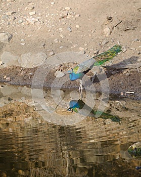 A peacock,the National Bird of India drinking water from a lake