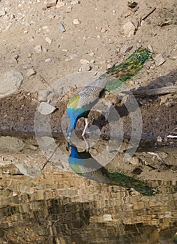 A peacock,the National Bird of India drinking water from a lake
