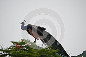 Peacock national bird of india feathers nature natural colours