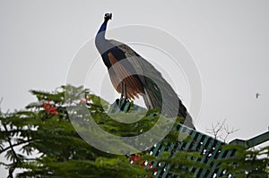 Peacock national bird of india feathers nature natural colours