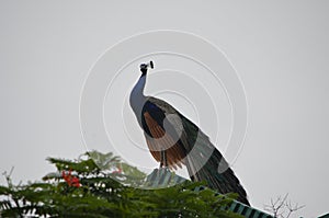Peacock national bird of india feathers nature natural colours