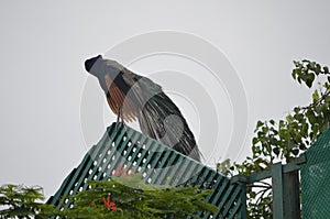 Peacock national bird of india feathers nature natural colours