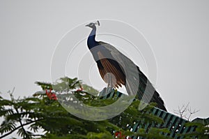 Peacock national bird of india feathers nature natural colours