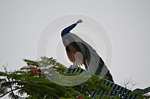 Peacock national bird of india feathers nature natural colours